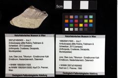 Foto (Objket + Etiketten) von Nodoprosopon sp. 